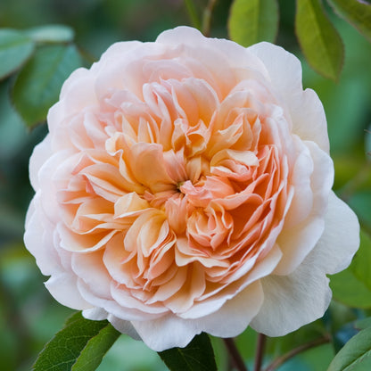 ポート・サンライト裸苗 - Port Sunlight (Auslofty) - david-austin-roses-japan