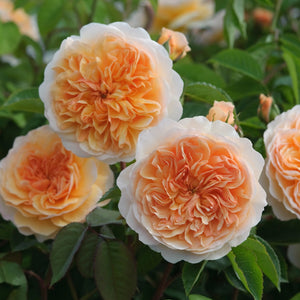 ポート・サンライト裸苗 - Port Sunlight (Auslofty) - david-austin-roses-japan