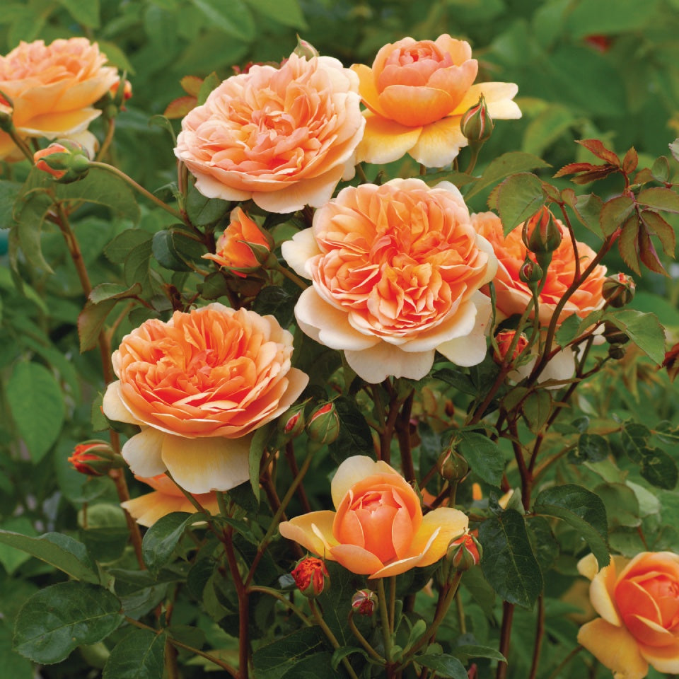 ポート・サンライト裸苗 - Port Sunlight (Auslofty) - david-austin-roses-japan