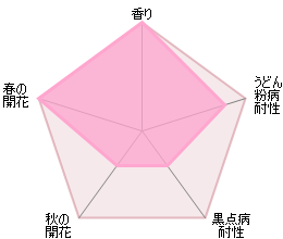 レディ・エマ・ハミルトン　鉢苗 - Lady Emma Hamilton (Ausbrother) - david-austin-roses-japan