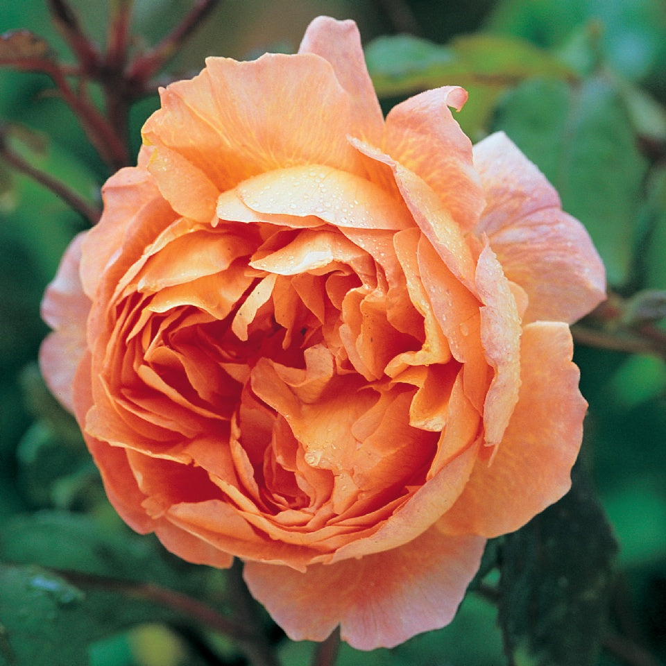 レディ・エマ・ハミルトン　鉢苗 - Lady Emma Hamilton (Ausbrother) - david-austin-roses-japan