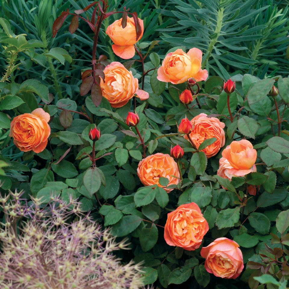 レディ・エマ・ハミルトン　鉢苗 - Lady Emma Hamilton (Ausbrother) - david-austin-roses-japan