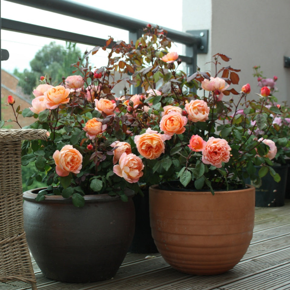 レディ・エマ・ハミルトン　鉢苗 - Lady Emma Hamilton (Ausbrother) - david-austin-roses-japan