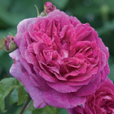 ヤング・リシダス裸苗 - Young Lycidas (Ausvibrant) - david-austin-roses-japan