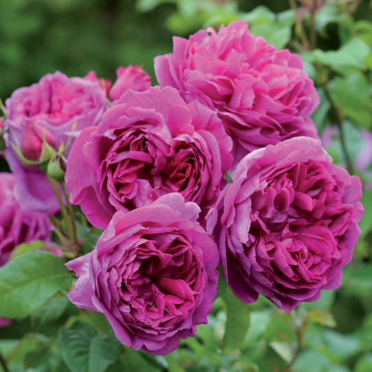 ヤング・リシダス裸苗 - Young Lycidas (Ausvibrant) - david-austin-roses-japan