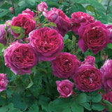 ヤング・リシダス裸苗 - Young Lycidas (Ausvibrant) - david-austin-roses-japan