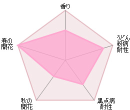 ウィズレー2008裸苗 - Wisley 2008 (Ausbreeze) - david-austin-roses-japan