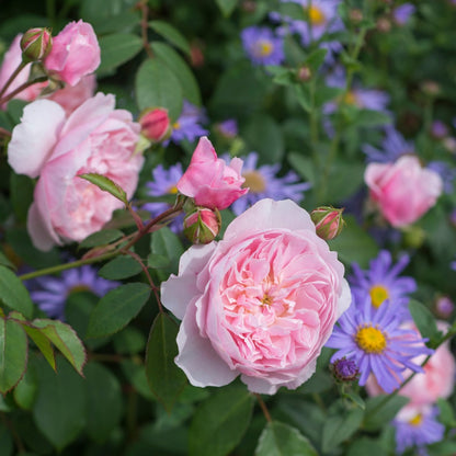 ウィズレー2008裸苗 - Wisley 2008 (Ausbreeze) - david-austin-roses-japan