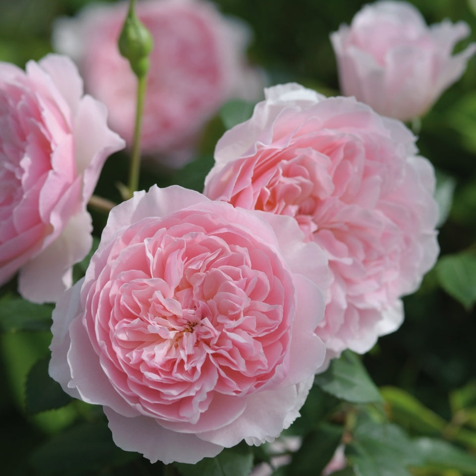 ウィズレー2008裸苗 - Wisley 2008 (Ausbreeze) - david-austin-roses-japan