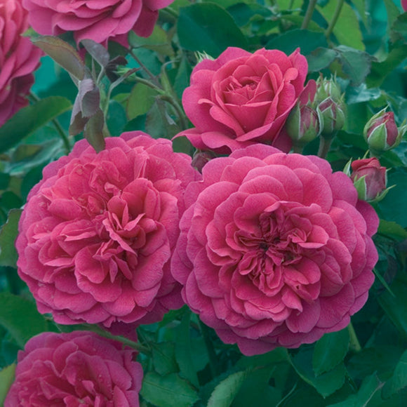 サー・ジョン・ベッジャマン裸苗 - Sir John Betjeman (Ausvivid) - david-austin-roses-japan
