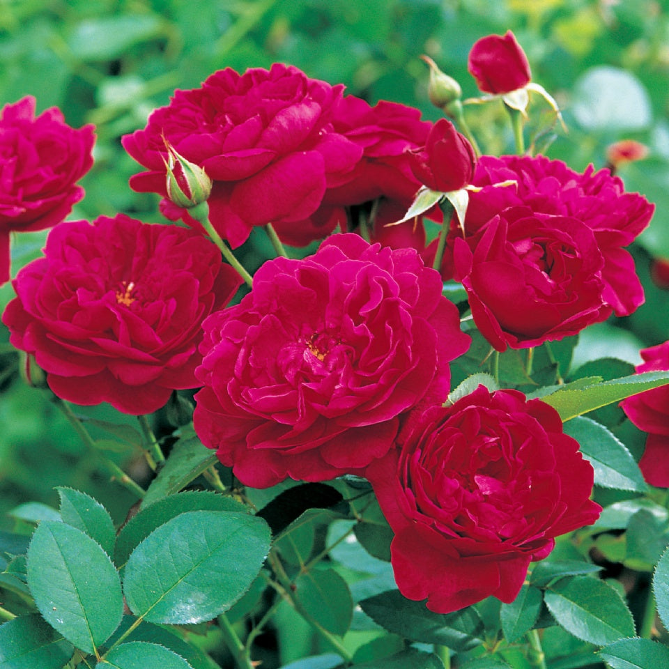 ダーシー・バッセル 鉢苗 - Darcey Bussell Potted(Ausdecorum) - david-austin-roses-japan