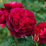 ダーシー・バッセル 鉢苗 - Darcey Bussell Potted(Ausdecorum) - david-austin-roses-japan