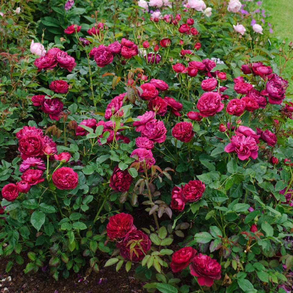 ダーシー・バッセル - Darcey Bussell (Ausdecorum) – David Austin