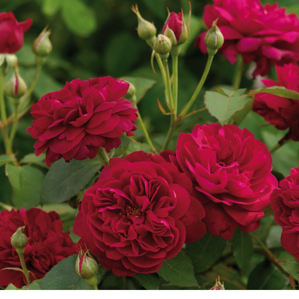 ダーシー・バッセル 鉢苗 - Darcey Bussell Potted (Ausdecorum