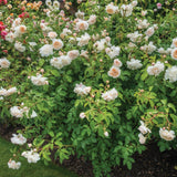 レッチフィールド・エンジェル 鉢苗 - Lichfield Angel Potted (Ausrelate) - david-austin-roses-japan