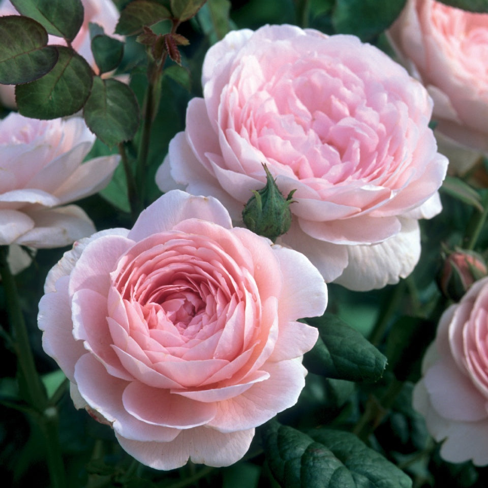 クィーン・オブ・スウェーデン　鉢苗 - Queen of Sweden (Austiger) - david-austin-roses-japan