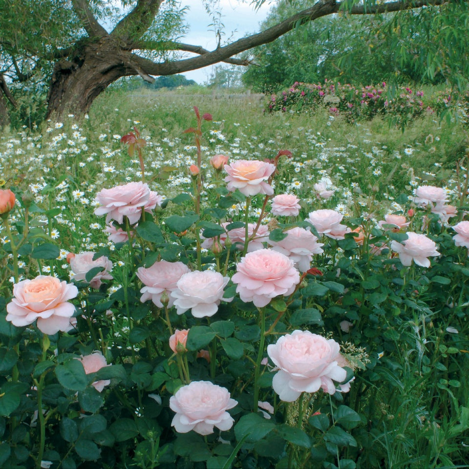 クィーン・オブ・スウェーデン　鉢苗 - Queen of Sweden (Austiger) - david-austin-roses-japan