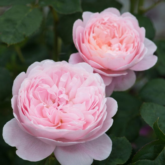 クィーン・オブ・スウェーデン　鉢苗 - Queen of Sweden (Austiger) - david-austin-roses-japan