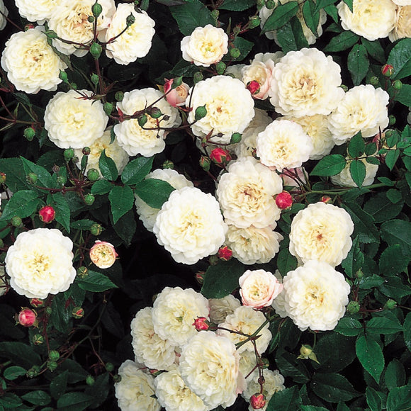 リトル・ホワイト・ペット裸苗 - Little White Pet - david-austin-roses-japan