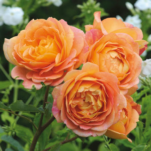 レディ・オブ・シャーロット裸苗 - Lady of Shalott (Ausnyson) - david-austin-roses-japan