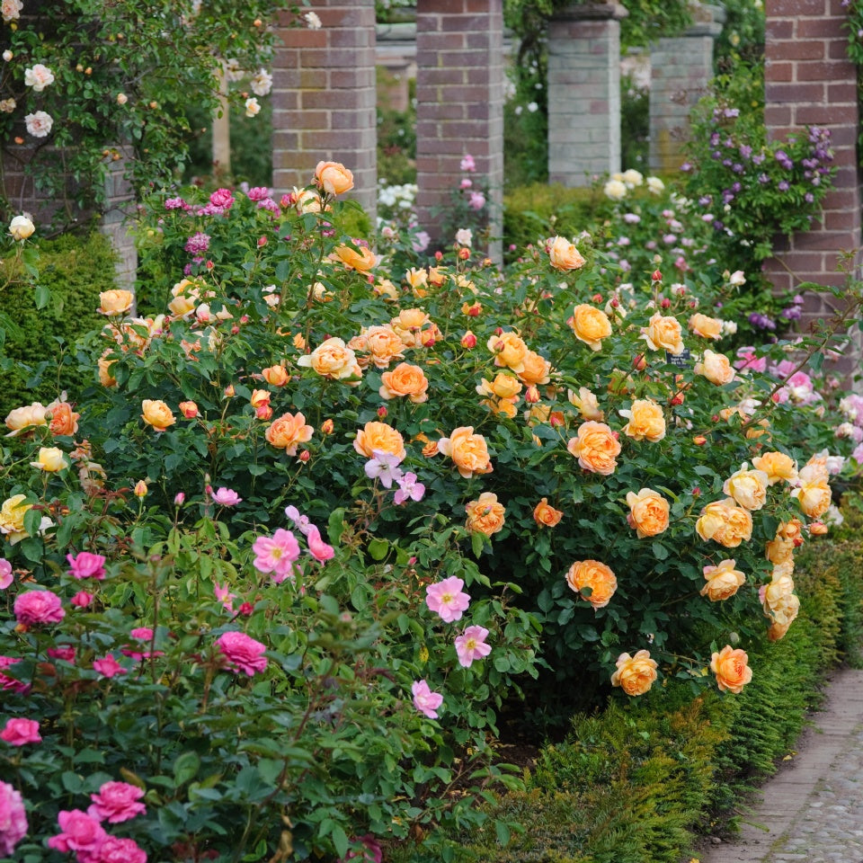 レディ・オブ・シャーロット裸苗 - Lady of Shalott (Ausnyson) - david-austin-roses-japan