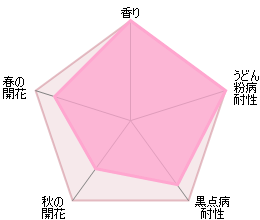 クレア・オースチン 鉢苗 - Claire Austin Potted (Ausprior) - david-austin-roses-japan