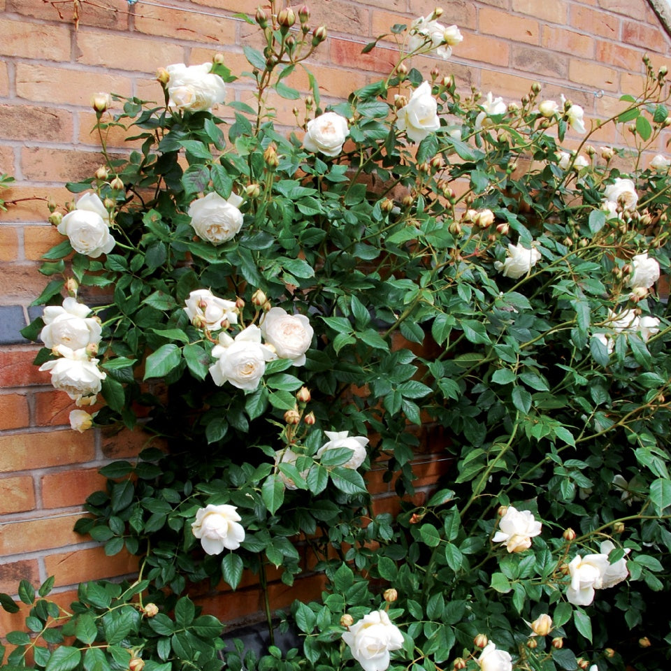 クレア・オースチン 鉢苗 - Claire Austin Potted (Ausprior) - david-austin-roses-japan