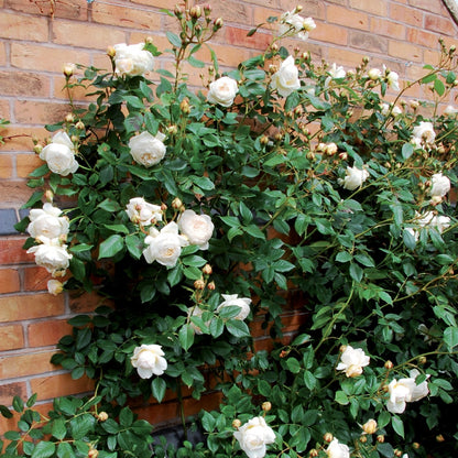 クレア・オースチン 鉢苗 - Claire Austin Potted (Ausprior) - david-austin-roses-japan