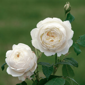 クレア・オースチン 鉢苗 - Claire Austin Potted (Ausprior) - david-austin-roses-japan