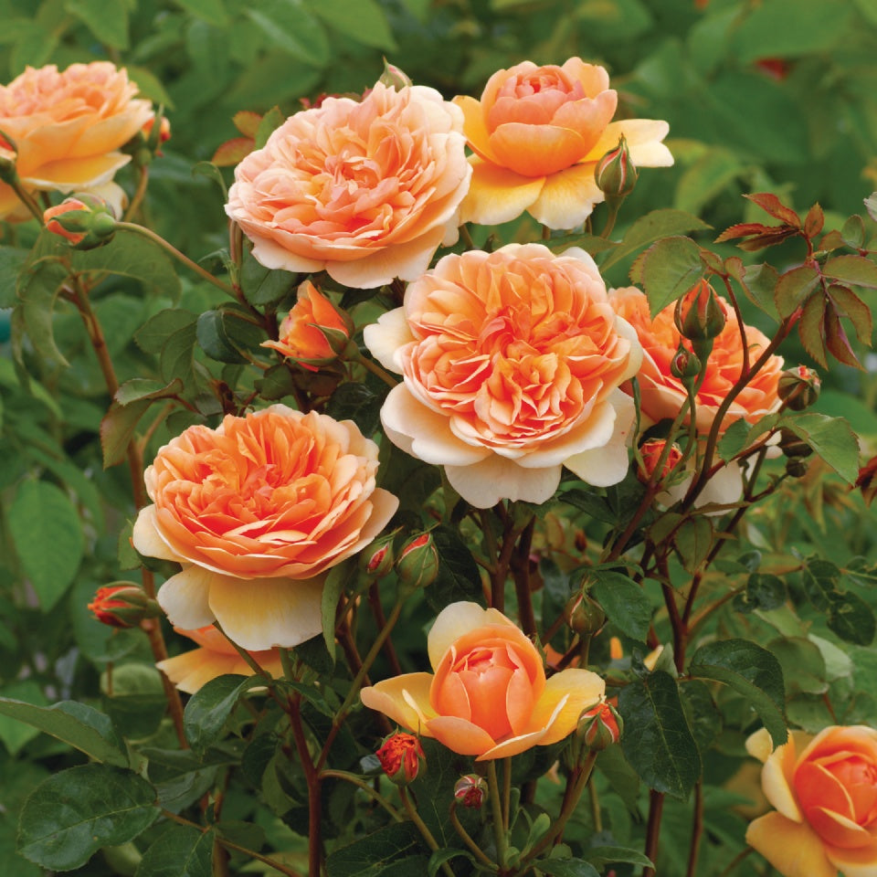 ポート・サンライト - Port Sunlight (Auslofty) – David Austin Roses