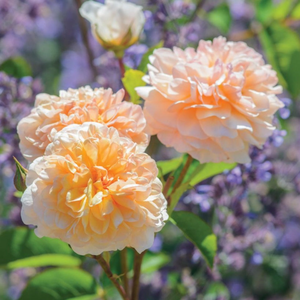 ポート・サンライト - Port Sunlight (Auslofty) – David Austin Roses