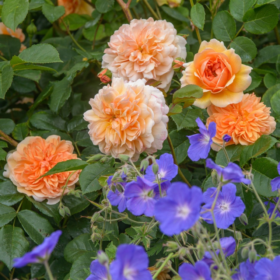 ポート・サンライト - Port Sunlight (Auslofty) – David Austin Roses