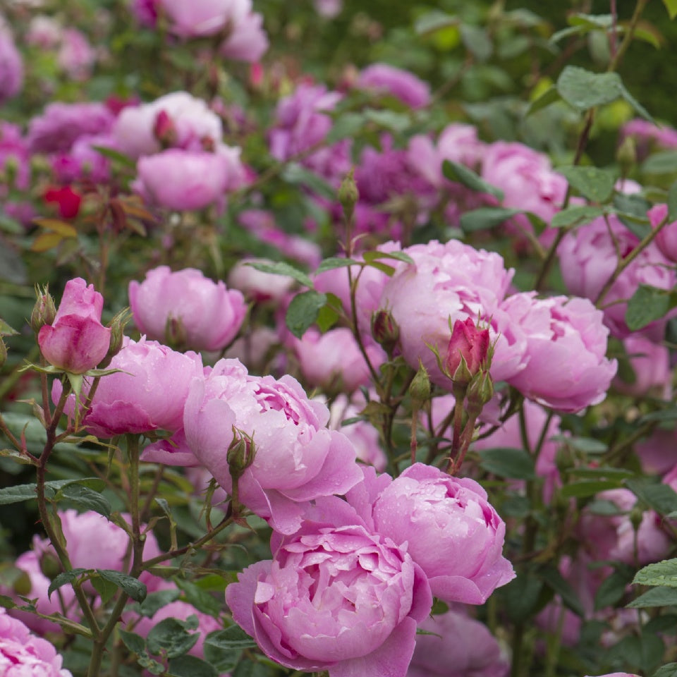 スカイラーク　鉢苗 - Skylark (Ausimple) - david-austin-roses-japan