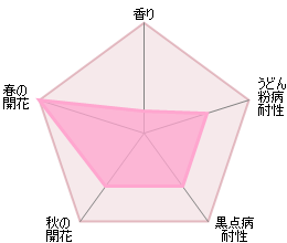 キュー・ガーデン裸苗 - Kew Gardens (Ausfence) - david-austin-roses-japan