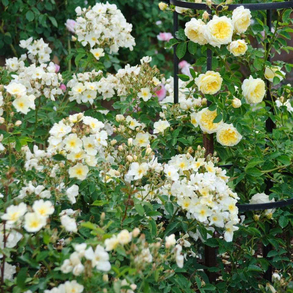 キュー・ガーデン裸苗 - Kew Gardens (Ausfence) - david-austin-roses-japan