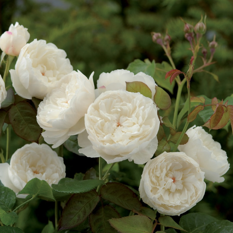 ウィリアム・アンド・キャサリン裸苗 - William and Catherine (Ausrapper) - david-austin-roses-japan