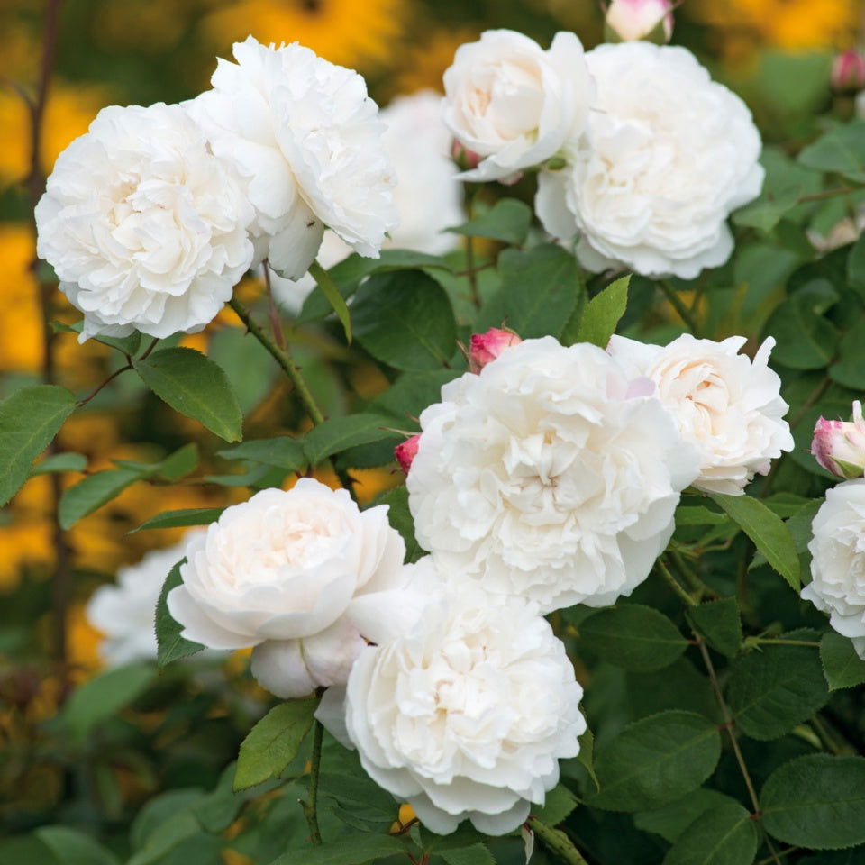 ウィリアム・アンド・キャサリン裸苗 - William and Catherine (Ausrapper) - david-austin-roses-japan