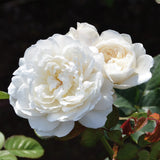 ウィリアム・アンド・キャサリン裸苗 - William and Catherine (Ausrapper) - david-austin-roses-japan