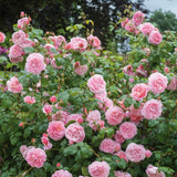 ストロベリー・ヒルつる裸苗 - Strawberry Hill Climbing (Ausrimini) - david-austin-roses-japan