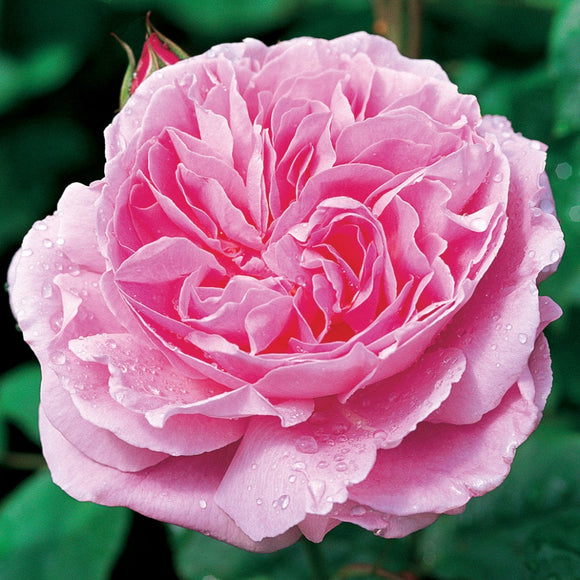 メアリー・ローズ裸苗 - Mary Rose (Ausmary) - david-austin-roses-japan