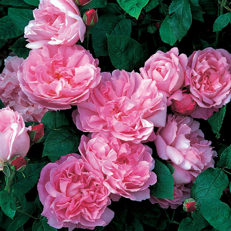 メアリー・ローズ裸苗 - Mary Rose (Ausmary) - david-austin-roses-japan