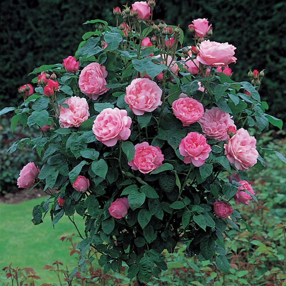 メアリー・ローズ裸苗 - Mary Rose (Ausmary) - david-austin-roses-japan