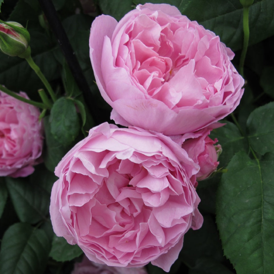 メアリー・ローズ裸苗 - Mary Rose (Ausmary) - david-austin-roses-japan
