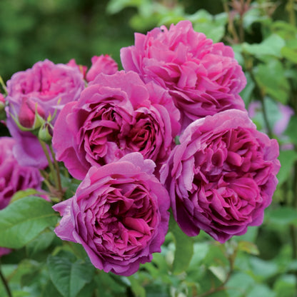 ヤング・リシダス 鉢苗 - Young Lycidas Potted (Ausvibrant) - david-austin-roses-japan