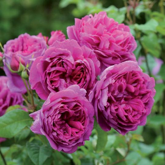 ヤング・リシダス 15L鉢苗 - Young Lycidas Potted 15L (Ausvibrant)