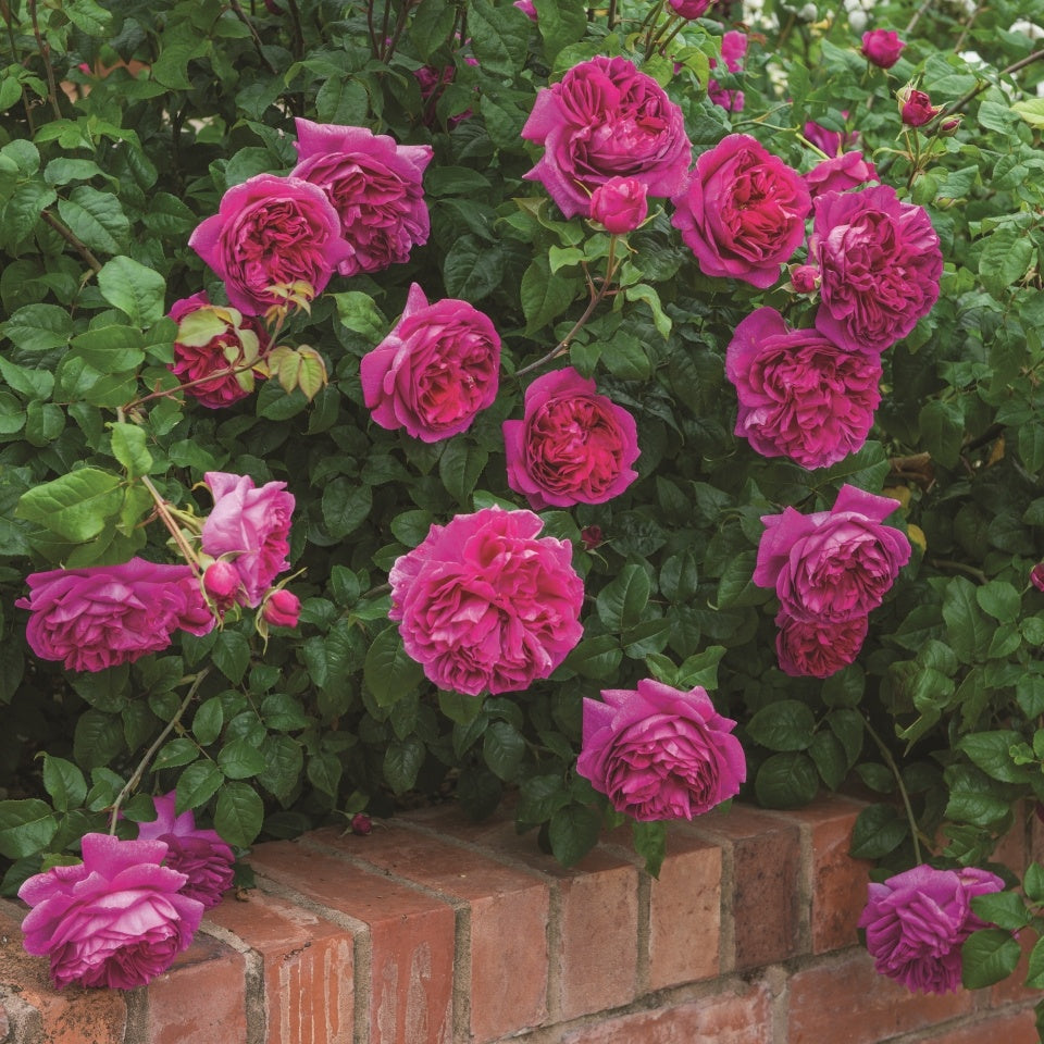 ヤング・リシダス 鉢苗 - Young Lycidas Potted (Ausvibrant) - david-austin-roses-japan