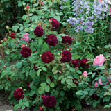 ムンステッド・ウッド 鉢苗 - Munstead Wood (Ausbernard) - david-austin-roses-japan