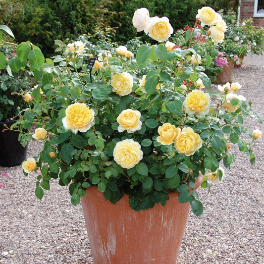 シャーロット・オースチン 鉢苗 - Charlotte Austin (Auspoly) - david-austin-roses-japan