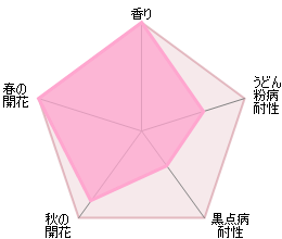 ザ・ウェッジウッド・ローズつるばら裸苗 - The Wedgwood Rose Climbing (Ausjosiah) - david-austin-roses-japan