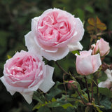 ザ・ウェッジウッド・ローズつるばら裸苗 - The Wedgwood Rose Climbing (Ausjosiah) - david-austin-roses-japan
